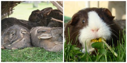 Konijnen en cavia's