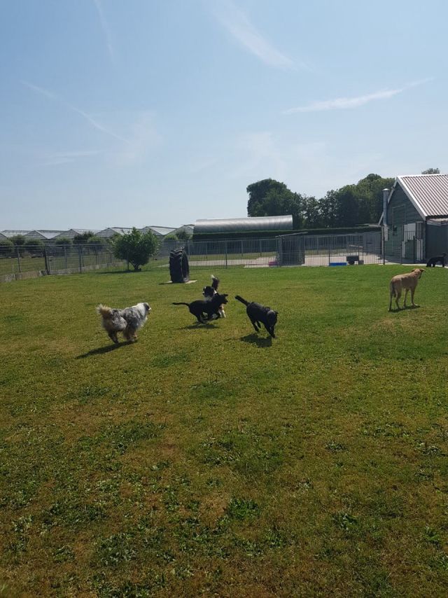 Samen spelen met andere honden