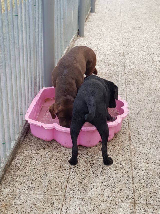 Honden die zich tegoed doen aan vers water